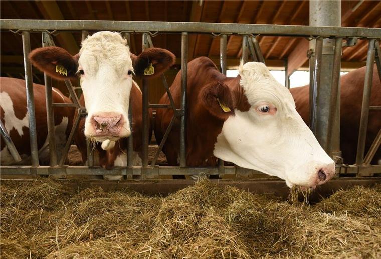 Ländliche Idylle im Kuhstall wie auf unserem Symbolbild? Nicht auf dem Hof eines ehemaligen Landwirts in Butjadingen, der seine Tiere vernachlässigt hat und deshalb jetzt vor Gericht stand.