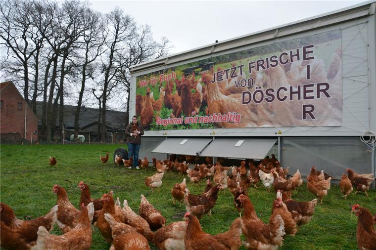Schiffdorf: Landwirte setzen auf Hühner statt Rinder Längst haben die 250 Hühner ihre Scheu abgelegt und freuen sich über jeden Besuch von Christiane Döscher.