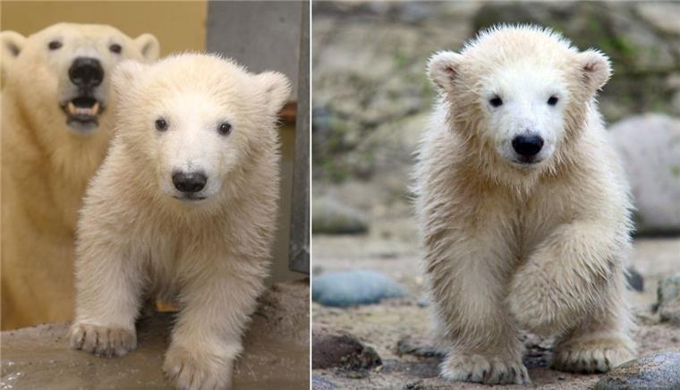 Lale (links) und Lili im Alter von etwa vier Monaten im Zoo am Meer in Bremerhaven.