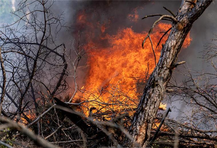 Hohe Waldbrandgefahr im Cuxland Flammen schlagen in einem Waldstück nahe Jüterbog in die Höhe. Auffrischender Wind hat den Waldbrand in einem mit Munition belasteten Waldgebiet südlich von Berlin angefacht und die betroffene Fläche auf 326 Hektar mehr als verdoppelt. +++ dpa-Bildfunk +++
