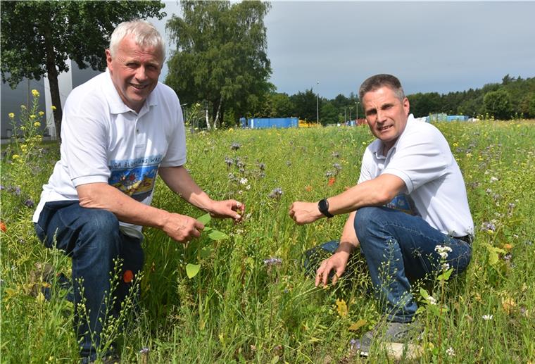 Zeven: Mit Wildblumen gegen das Artensterben Landwirt Andreas Pape hat mit zusammen mit seinem Kollegen Mario Löhden schon 24 Hektar Wildblumen rund um Zeven angesät.