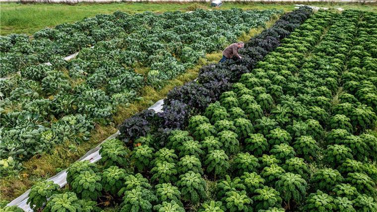 Gute Voraussetzungen zum Start der Grünkohlsaison Landwirt Arnd Eyting kontrolliert im Ortsteil Gristede den Anbau von Grünkohl auf einem Feld, auf dem auch Rosenkohl angebaut wird.