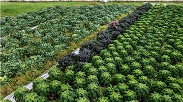 Landwirt Arnd Eyting kontrolliert im Ortsteil Gristede den Anbau von Grünkohl auf einem Feld, auf dem auch Rosenkohl angebaut wird.