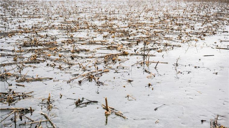 Landwirte in Niedersachsen können nun Anträge für Hochwasserhilfen einreichen. (Archivbild)