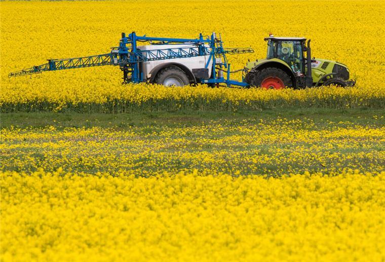 Ein Traktor zieht bei der Behandlung von Raps eine Pflanzenspritze durch ein Rapsfeld. 