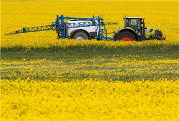 Ein Traktor zieht bei der Behandlung von Raps eine Pflanzenspritze durch ein Rapsfeld. 