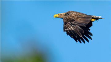 Lange Zeit waren Seeadler in der Region verschwunden.