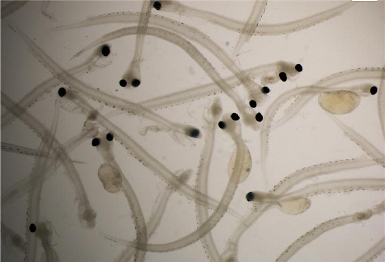 Suche nach
Heringslarven Larven der Heringe: Für sie interessieren sich die Fischforscher vom Thünen-Institut für Seefischerei.