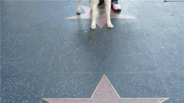 Lassie hat seit 1960 einen Stern im Herzen von Hollywood. (Archivbild)