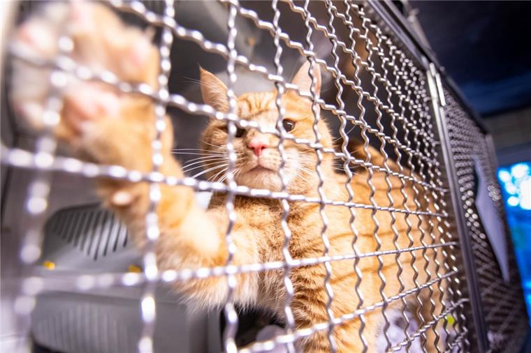 Lasst mich raus: In der bisherigen Quarantänestation des Tierheims Bremerhaven haben gefundene Tiere wie Kater Percy während der vierwöchigen Quarantänezeit kaum Platz. Das soll sich ändern.