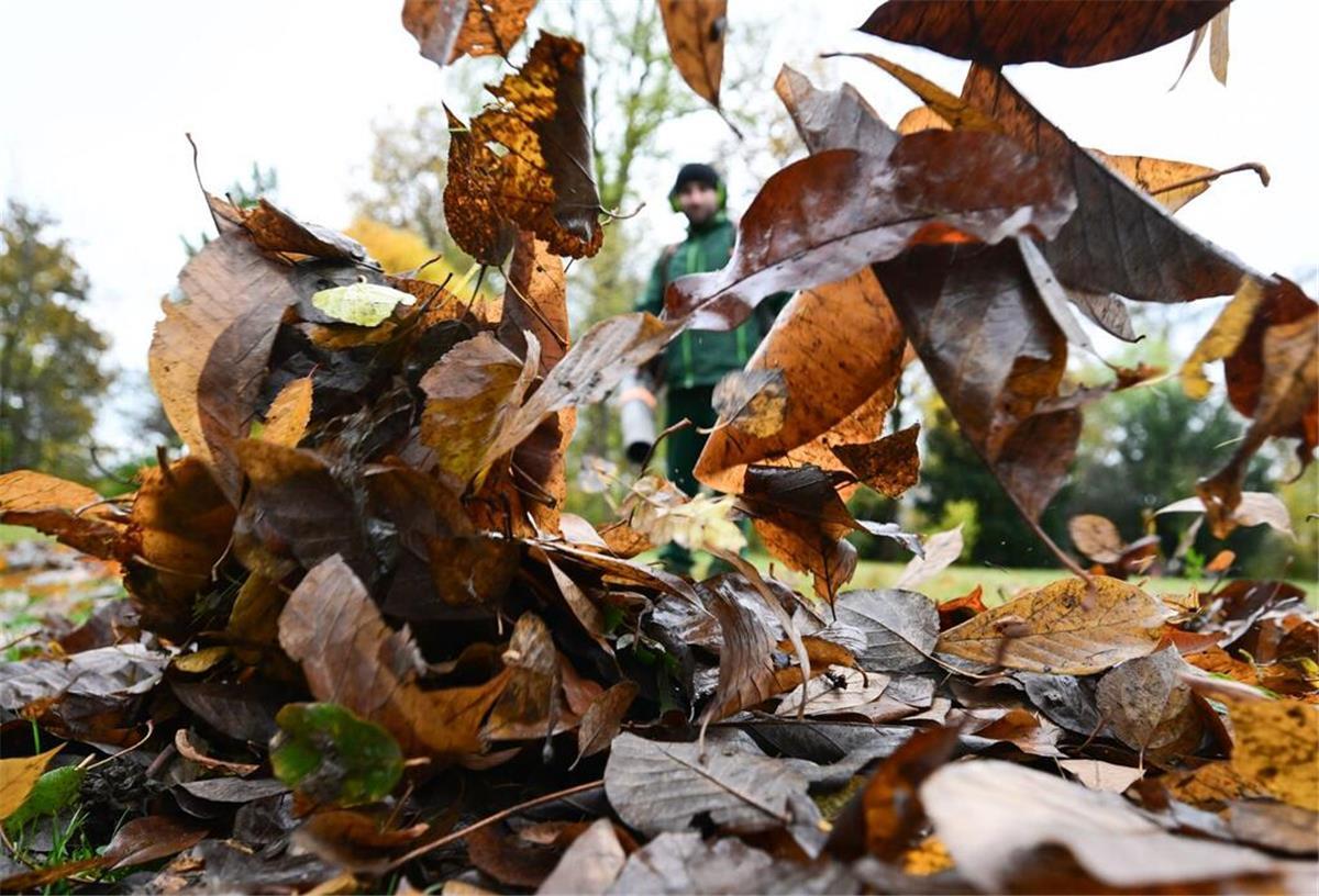 Viele machen es falsch: Hierauf sollte man bei der Gartenarbeit im Herbst achten Ein Arbeiter bläst mit einem Laubbläser Herbstblätter im Park vor dem Schloss Hohenheim zusammen.