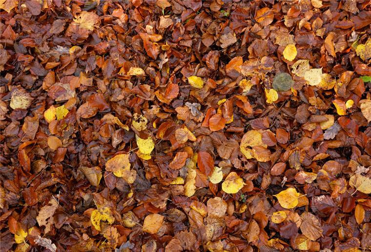 Kein Abfall: Laub als Mulch schützt Pflanzen vor Frost Laub ist ein super Mulch. Es hilft dabei, Pflanzen vor dem Frost zu schützen.