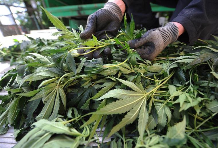 Doch nicht abhörsicher: Eigenes Handy bringt Elsflether Drogendealer vor Gericht Laut Anklage verkaufte der Elsflether nicht nur selbst gezüchtetes Marihuana (Foto), sondern auch Kokain, Amphetamine und Ecstasy-Tabletten.