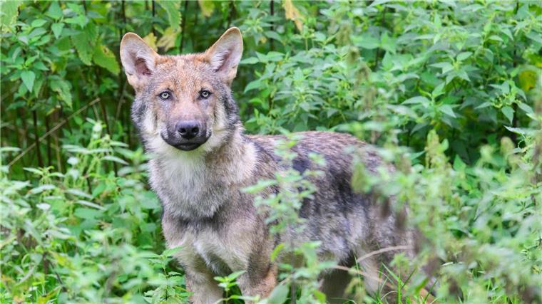 Laut dem Monitoring der Landesjägerschaft lebten zuletzt 54 Wolfsrudel in Niedersachsen. (Archivbild) 