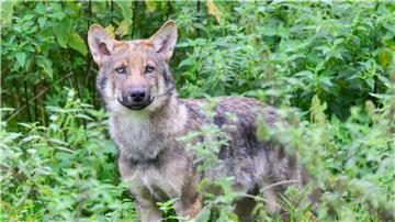 Laut dem Monitoring der Landesjägerschaft lebten zuletzt 54 Wolfsrudel in Niedersachsen. (Archivbild) 
