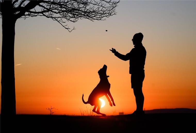 Studie zeigt: Hier leben Hunde in Deutschland am glücklichsten Ein Mann spielt am frühen Morgen bei Sonnenaufgang mit seinem Hund auf dem Kronsberg.