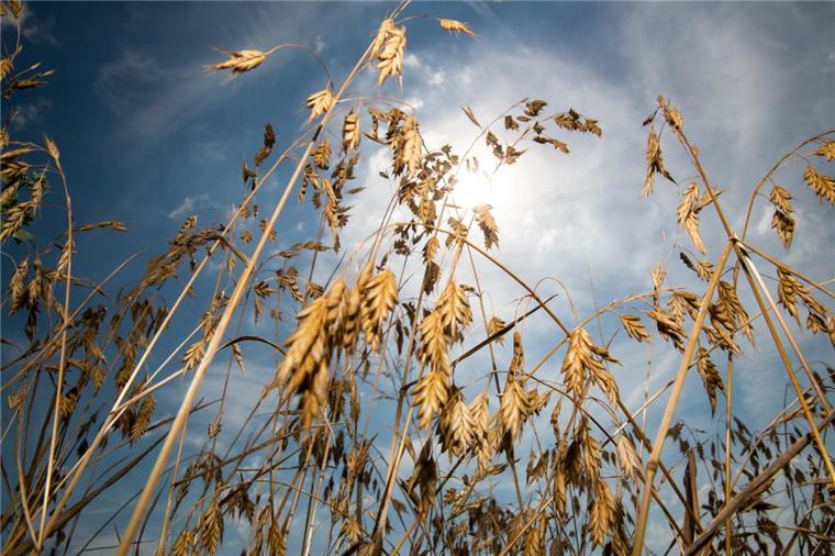 Wird dieser Sommer noch heißer als 2018? Laut einer Langzeitprognose wird der Sommer in diesem Jahr noch extremer als der letzte.