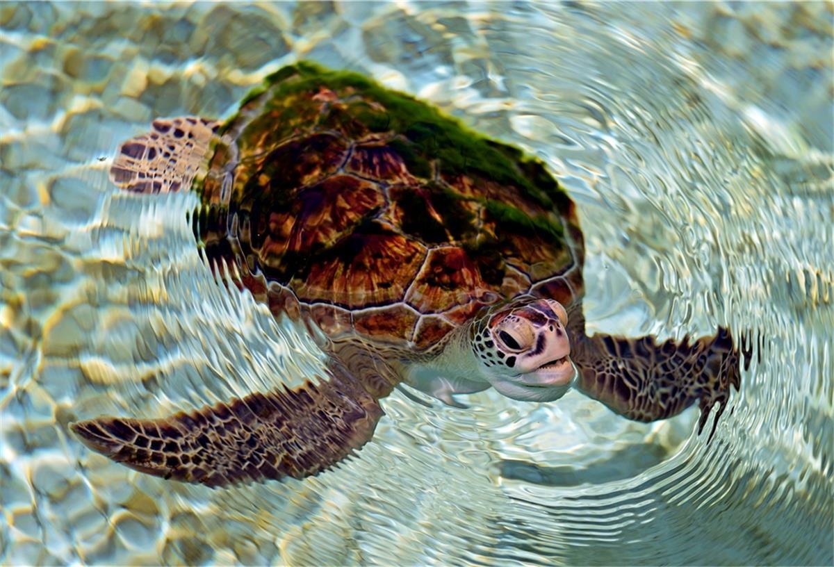 Ozeane besser vor Plastikmüll schützen Eine gerettete Grüne Meeresschildkröte schwimmt in einem Teich.