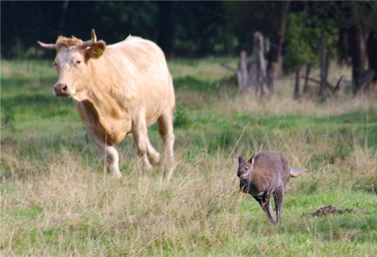 Nach Wettrennen mit Kuh: Entlaufenes Känguru eingefangen Laut Polizei ist es bereits das zweite Mal in jüngster Zeit, dass in Delmenhorst ein Känguru seinem Besitzer entwischte.