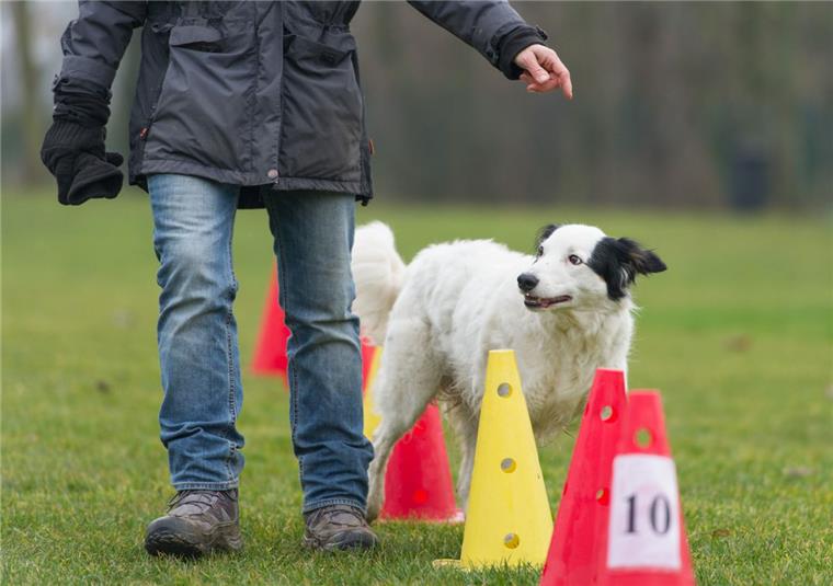 Laut Tierschutzgesetz müssen professionelle Hundetrainer einen Sachkundenachweis erbringen. Im Landkreis Cuxhaven wird jetzt Kritik an einer Gutachterin laut.