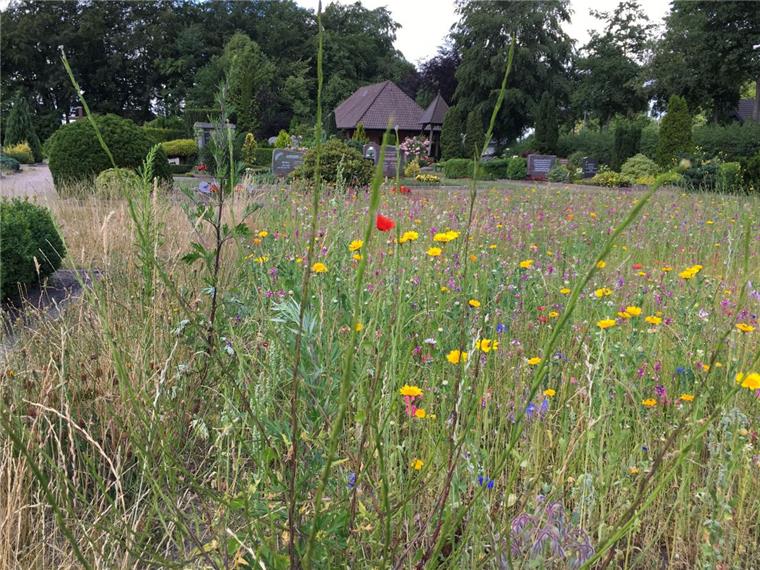 Leben zwischen den Gräbern: Eine Blumenwiese wie hier in Wehdel ist nicht nur was fürs Auge, sondern bietet auch den Insekten Nahrung und Lebensraum. 