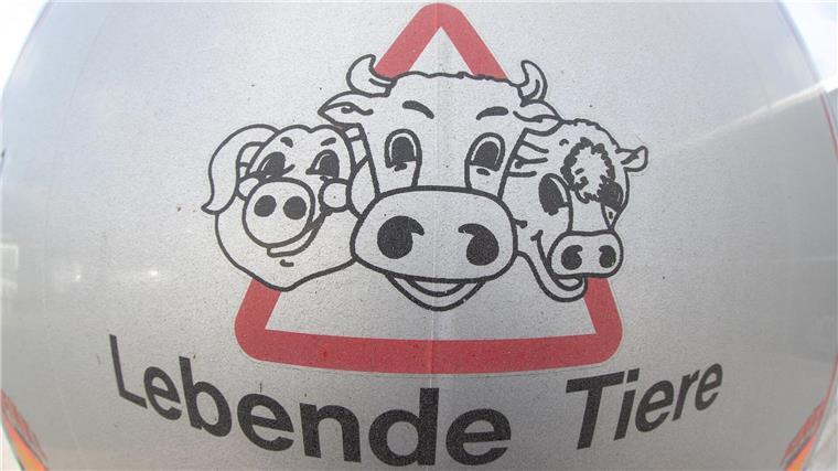 Weniger Rindertransporte 2022: Strengere Regeln? „Lebende Tiere“ steht auf einem Tiertransporter bei einer Kontrolle auf der A33 durch Beamte der Polizeidirektion Osnabrück.