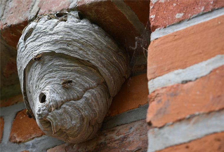 Warum alte Wespennester jetzt entfernt werden sollten Ein Wespennest am Haus.