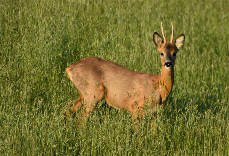 Burhave: Felix steht nicht auf der Abschussliste Liane Hodel aus Burhave hat Felix im Frühling vor die Linse bekommen. Er ist bereits eine Berühmtheit in der Region.