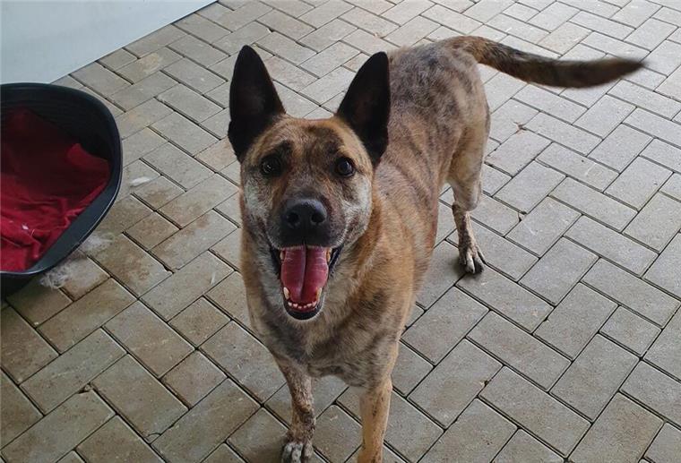 Verspielter und menschenbezogener Mischlingshund Don sucht Zuhause Mischlingshund Don