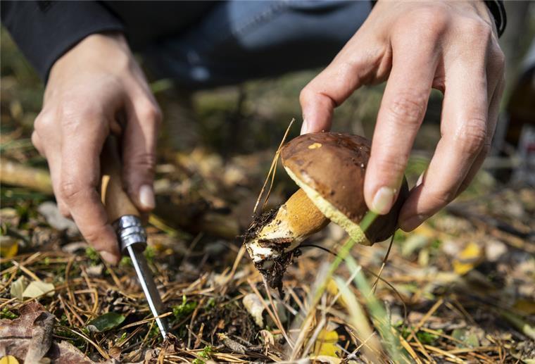 Dem Wild Ruhe gönnen: Nicht in der Dämmerung Pilze sammeln Ein Mann schneidet im Wald einen Pilz mit dem Messer ab.