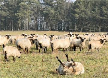 Liegt ein Schaf auf dem Rücken, kommt es oft nicht aus eigener Kraft hoch. Hier solltet ihr ihm einen Schubs geben. 