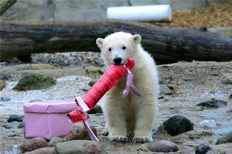 Eisbärin Lili bekommt leckere Geschenke zur Taufe Lili hat Spaß bei der Taufe.