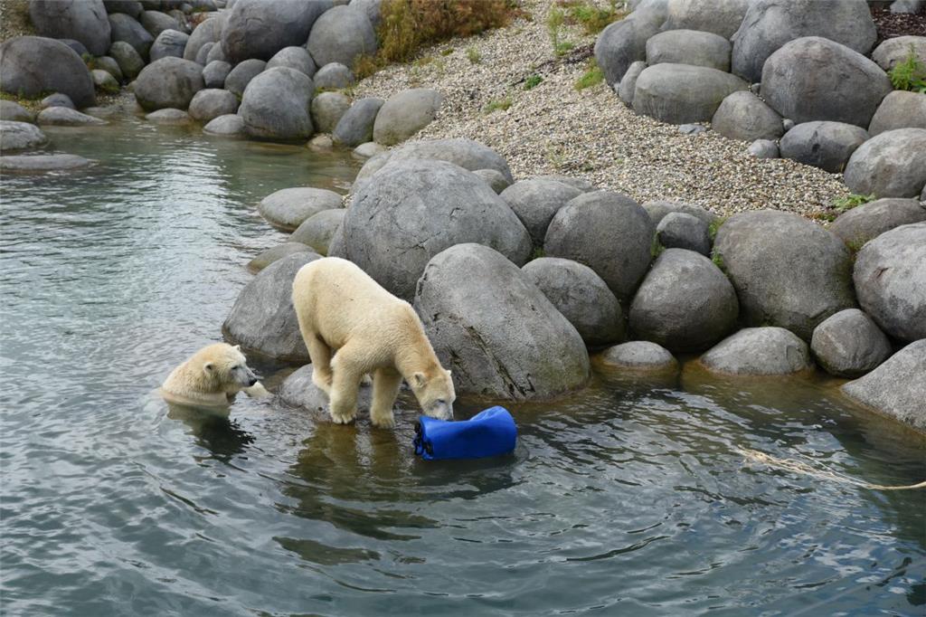 Lili (im Wasser) und Nela.