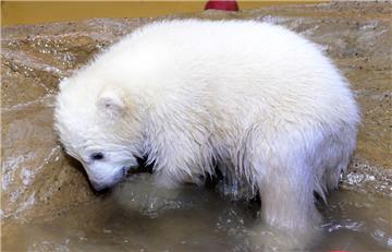 Lili ist das 36. Eisbären-Jungtier, das im Bremerhavener Zoo geboren wurde. Heute darf der niedliche Nachwuchs erstmals ins Freie.