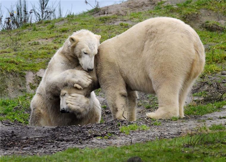 Lili (links) und Lale sind gemeinsam im Zoo in Emmen. Geboren wurden beide Eisbären im Zoo am Meer in Bremerhaven.