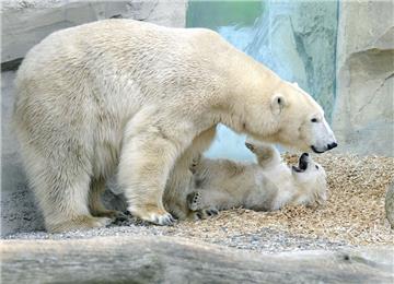 Lili lockte im April 2016 viele Besucher in den Zoo. Hier spielt sie mit Mama Va...