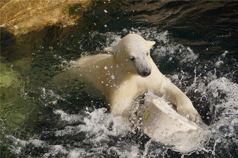 Lili spielt und plantscht im Wasser. Seit Dienstag geht das Eisbären-Mädchen alleine schwimmen.