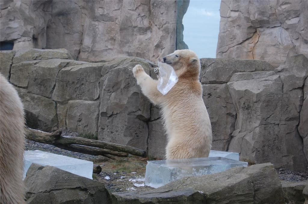 Lili und Valeska wussten sich sofort mit den 20 Eisblöcken zu beschäftigen. 