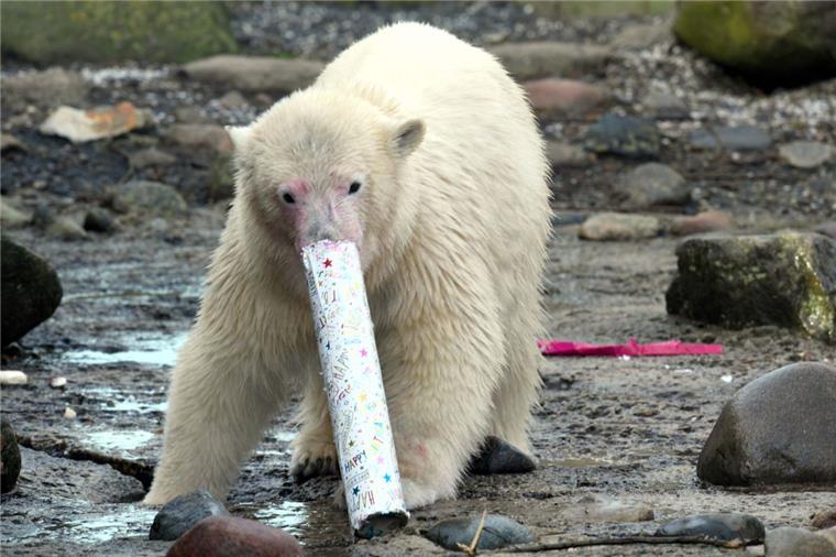 Lili wird noch bis Mitte/Ende 2017 im Zoo am Meer bleiben und dann in einen anderen Zoo wechseln.