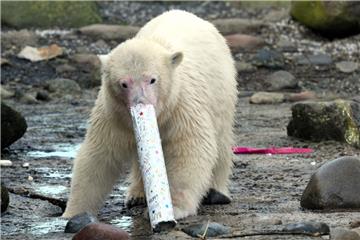 Lili wird noch bis Mitte/Ende 2017 im Zoo am Meer bleiben und dann in einen anderen Zoo wechseln.