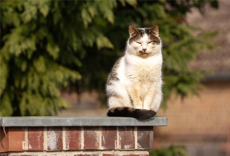 Ist dein Kater ein Linkshänder? So erkennst du die dominante Pfote Linke oder rechte Pfote? So findest du heraus, welche dein Stubentiger nutzt!