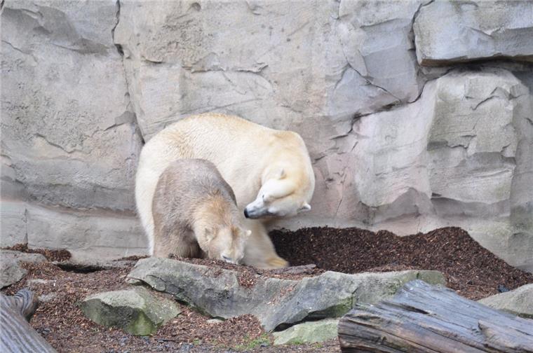 Zoo am Meer in Bremerhaven: Eisbären sind wieder zusammen Lloyd und Valeska sind im Zoo am Meer wieder vereint.