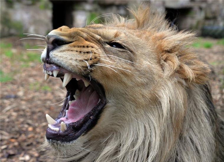 Rheinland-Pfalz: Gefährliche Tiere zunächst vermisst - Bär erschossen Löwe Malor im Eifel-Zoo in Lünebach. Ob das Tier auch ausgebrochen ist, ist noch nicht bekannt.