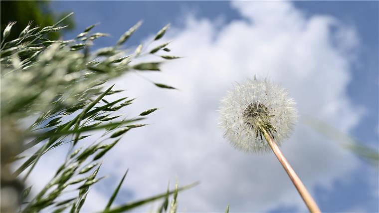 Löwenzahn- und Gräser sind vor einem leicht bewölktem Himmel zu sehen.