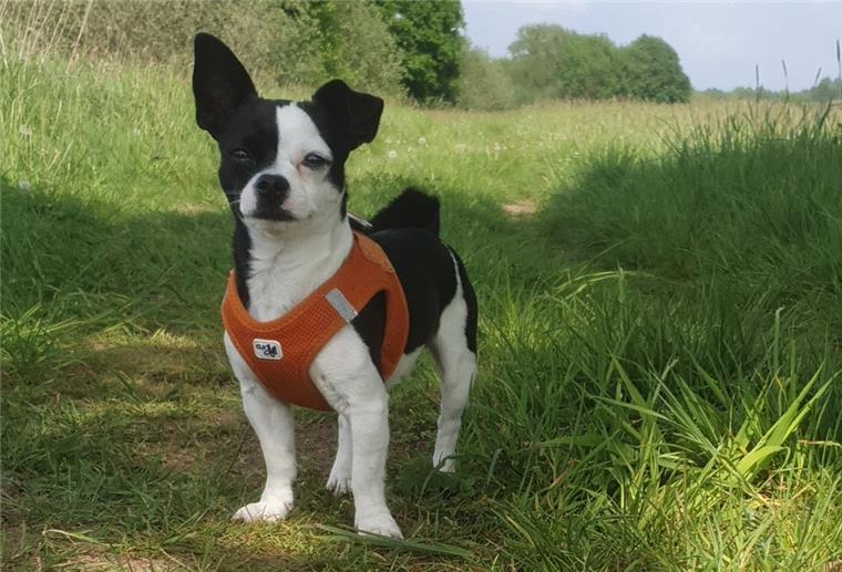 Hund in Scheeßel totgebissen - Herrchen sucht anderen Halter Loki hatte keine Chance gegen den großen Hund, der sofort zubiss.