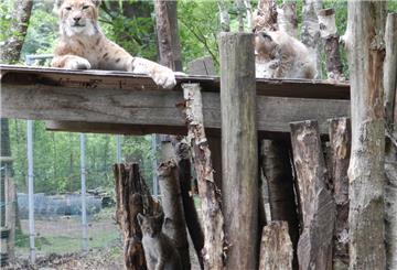 Luchs-Nachwuchs im Beverstedter Tierpark: Mittlerweile tummeln sich dort zwölf Luchse in dem 2000 Quadratmeter großen Gehege. Foto privat