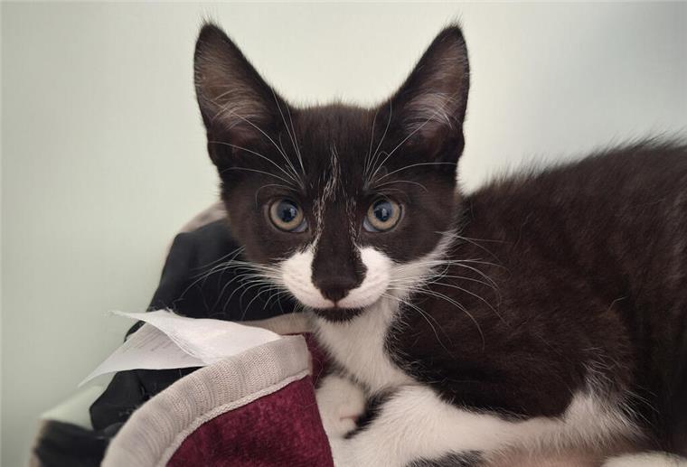 Der kleine Ludwig und seine Geschwister suchen ein neues Zuhause Katze