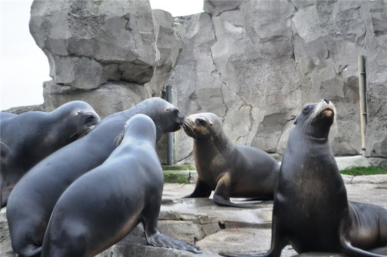 Mähnenrobbe Samson neu im Zoo am Meer Mähnenrobbe Samson (Zweiter von rechts) fühlt sich in Bremerhaven wohl.