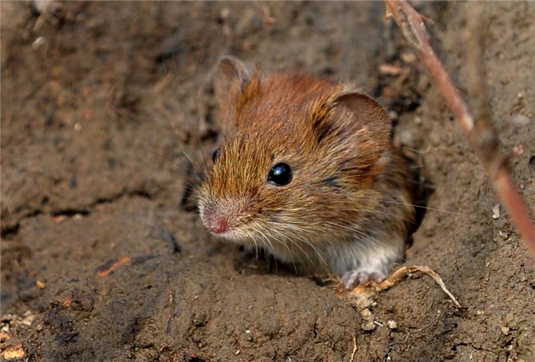 Mäuseplage: 80 Prozent des Grünlands in der Wesermarsch stark geschädigt Mäuse haben Tausende von Hektar in der Wesermarsch kahl gefressen.