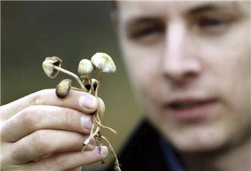 Magic mushrooms
